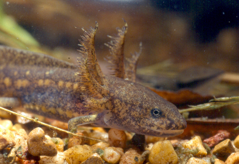 This marbled salamander larva shows the external feathery gills that are present on all mole salamander larvae, but are absent on frog and toad tadpoles. This marbled salamander larva shows the external feathery gills that are present on all mole salamander larvae, but are absent on frog and toad tadpoles. Credit: Sally Ray
